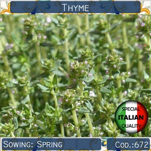 2500+ seeds Italian Thyme, Herb garden seeds, Culinary herb seeds, Non GMO, #672