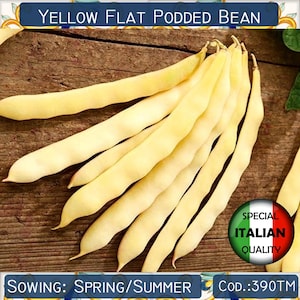 5 semi di fagiolo giallo piatto, semi di fagiolo Meraviglia di Venezia, semi di fagiolo rampicante, semi di fagiolo romano giallo #390TM