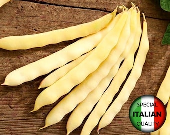 5 semillas de frijol amarillo de vaina plana, semillas de frijol Meraviglia di Venezia, semillas de frijol trepador, semillas de frijol amarillo romano #390TM