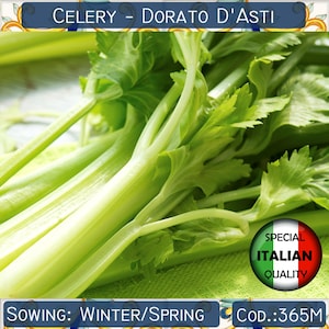 Puede incluir: Primer plano de un manojo de tallos de apio verde fresco. El apio está dispuesto sobre una superficie de tela verde. El texto "CELERY - DORATO D'ASTI" está en la parte superior de la imagen. El texto "SOWING: WINTER/SPRING" está en la parte inferior izquierda de la imagen. El texto "COD.:365M" está en la parte inferior derecha de la imagen. Un círculo rojo, blanco y verde con el texto "SPECIAL ITALIAN QUALITY" está en la esquina inferior derecha de la imagen.