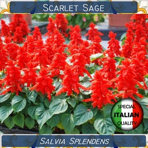 70+ Scarlet Sage seeds, Salvia Splendens seeds, Dwarf Sage seeds, St. John&#39;s Fire Sage seeds #FI594