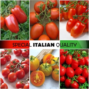 Könnte beinhalten: Eine Collage aus Bildern, die verschiedene Tomatensorten zeigen. Die Bilder zeigen rote Tomaten in verschiedenen Formen und Größen, darunter runde, ovale und längliche. Die Tomaten werden an einer Rebe, in einer Schüssel und auf einem Schneidebrett gezeigt. Der Text "SPECIAL ITALIAN QUALITY" wird oben in der Collage angezeigt.