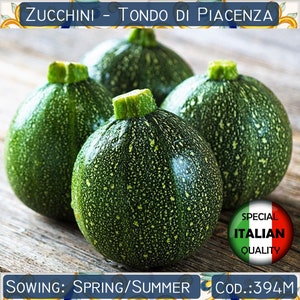10 Zucchini Tondo di Piacenza frön, runda squashfrön, italienska squashfrön, grönsaksfrön, icke-GMO #394 M