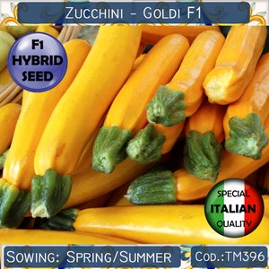 5 Zucchini Goldi F1 seeds, F1 Hybrid Zucchini seeds, Golden Zucchini seeds, Yellow Zucchini seeds #TM396