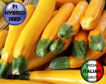 5 Zucchini Goldi F1 seeds, F1 Hybrid Zucchini seeds, Golden Zucchini seeds, Yellow Zucchini seeds #TM396
