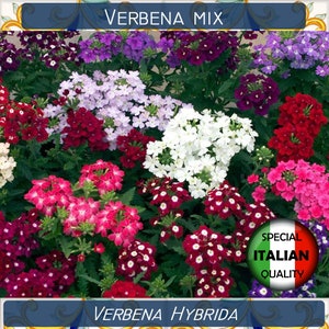 Puede incluir: Una mezcla de flores de Verbena Hybrida en varios colores, incluyendo morado, blanco, rosa y rojo. Las flores están en plena floración y tienen un aspecto vibrante y colorido. La imagen también incluye el texto "Verbena Mix" y "Verbena Hybrida" junto con una etiqueta de "Calidad Italiana Especial".