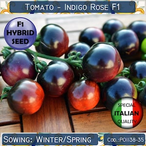 Tomato Indigo Rose F1 seeds, F1 Hybrid Black Cherry Tomato seeds, Italian Tomato seeds, Rare Tomato seeds, Non GMO #PO1138-35