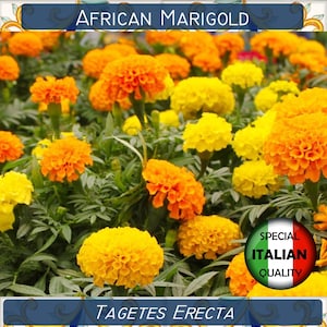 180+ African Marigold Mixed Colors seeds, Tagetes Erecta seeds, Annual Flower seeds, Tagete alta #FI598