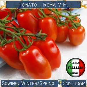 150+ Roma-tomatenzaden, Italiaanse tomatenzaden, rode tomatenzaden, groentezaden, GGO-vrij #306 M