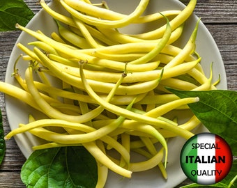 10 semillas de frijol amarillo Rocquencourt, semillas de frijol amarillo, semillas de frijol enano, semillas de frijol francés #374TM