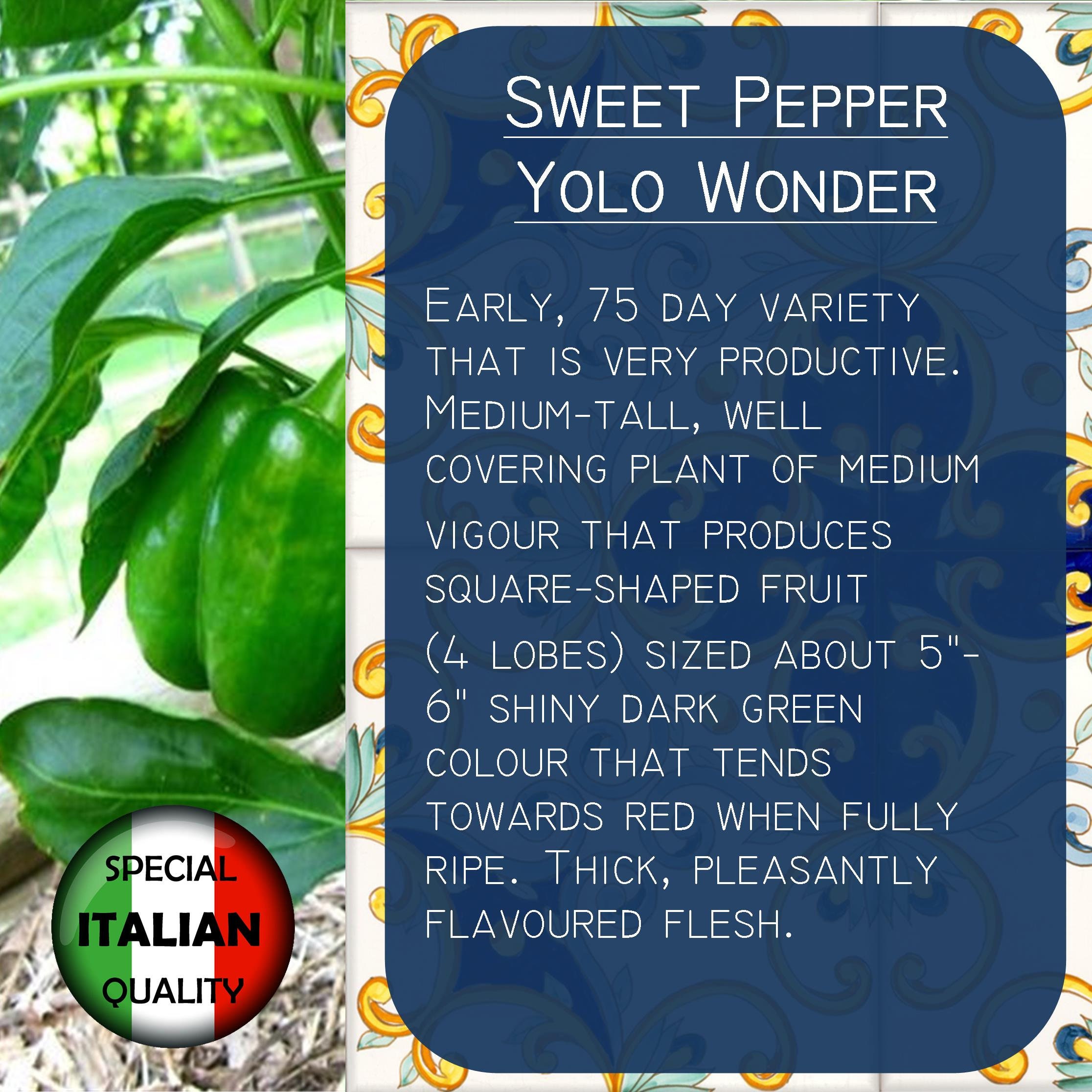 70 Sweet Pepper Yolo Wonder Seeds Italian Pepper Seeds Etsy Denmark