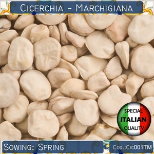 10 Cicerchiabohne-Samen, Grasserbse-Samen, italienische Chickling-Erbse-Samen, alte italienische Hülsenfrucht-Samen, mediterrane Samen #CIC001TM