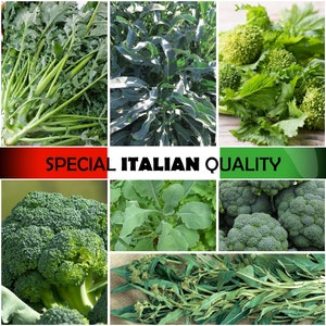 Broccoli Italiani - Broccoli Rabe, Broccoli Che Germogliano, Broccoli Friarielli Italiani, Broccoli Cime di Rapa Italiani