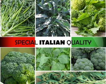 Semillas de brócoli italiano: brócoli rabe, brócoli germinado, brócoli friarielli italiano, brócoli cime di rapa italiano
