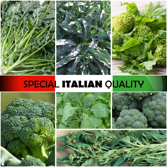 Italian Broccoli Seeds: Broccoli Rabe, Sprouting Broccoli, Italian  Friarielli Broccoli, Italian Cime Di Rapa Broccoli - Etsy Finland