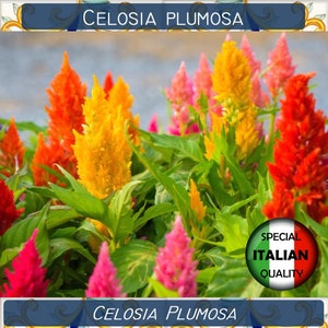 380+ Celosia Mixed Colors seeds, Celosia Plumosa seeds, Flower seeds, Celosia Plumosa mix #FI522