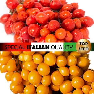 Más de 50 semillas de tomate Piennolo del Vesuvio, semillas de tomate italiano, semillas de tomate Príncipe Borghese, semillas de tomate cherry, semillas de tomate raras