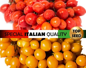 50+ Piennolo del Vesuvio Tomato seeds, Italian Tomato seeds, Principe Borghese Tomato seeds, Cherry Tomato seeds, Rare Tomato seeds