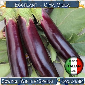 100+ Aubergine Cima Viola Samen, italienische Aubergine Samen, Gemüsesamen, Non GMO # 248 M