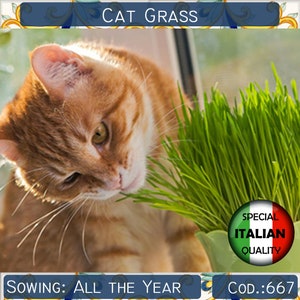 3700+ seeds Cat Grass, Nepeta cataria seeds, Herb seeds, Non GMO, #667