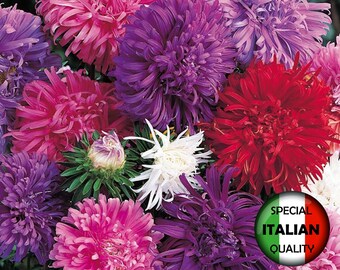 Semillas de flores de aster, colores mixtos Callistephus Chinensis