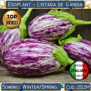 100+ Aubergine Listada de Gandia Samen, gestreifte Aubergine Samen, italienische seltene Aubergine Samen # 253 M
