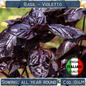 Op de afbeelding: Close-up van een levendige paarse basilicumplant met donkergroene bladeren. De plant is gelabeld met "Basil - Violetto" en "Special Italian Quality". De tekst "Sowing: All Year Round" is ook zichtbaar.
