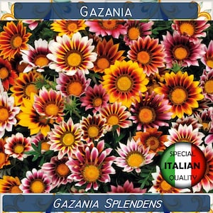 40 Gazania Mixed Colors seeds, Gazania Splendens seeds, Flower seeds #FI556