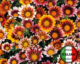 40 Stück Gazania Splendens-Samen, Gazania Splendens-Samen, Blumen-Samen #FI556