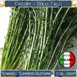 250 CHICORIA CATALOGNA Cicoria Puntarelle Chicorium Chicory Vegetable Seeds 250 CHICORIA CATALOGNA Cicoria Puntarelle Chicorium Chicory Vegetable Seeds