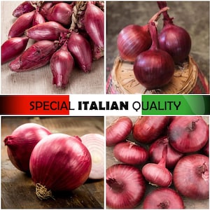 Italian Red Onions - Tropea Onion, Red Creole Onion, Flat Red Onion, Rare Onion, Salad Red Onion