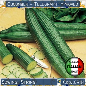 15 Cucumber Telegraph Improved seeds, Italian Cucumber seeds, Vegetable seeds, Non GMO #091M