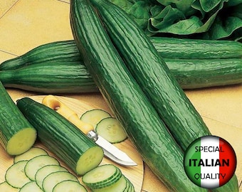Cucumber SATURN F1 - 5 selected cucumber seeds - long Cucumber SATURN F1 - 5 selected cucumber seeds - long