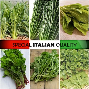 Italian Cutting Chicory, Spadona Chicory, Catalogna Chicory, Wild Chicory, Greek Chicory, Italian Radicchio, Italian Vegetable