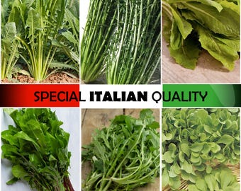Italian Cutting Chicory, Spadona Chicory, Catalogna Chicory, Wild Chicory, Greek Chicory, Italian Radicchio, Italian Vegetable