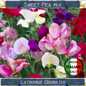 15 bunte Samen, Lathyrus odoratus, einjährige Blume, Pisello Odoroso #FI568
