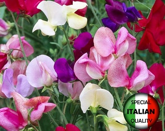 15 semillas de guisante de olor de colores mixtos, semillas de Lathyrus odoratus, semillas de flores anuales, Pisello Odoroso #FI568