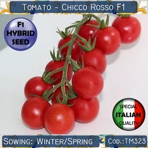 25 Tomato Chicco Rosso F1 seeds, F1 Hybrid Tomato seeds, F1 Hybrid Vegetable seeds, Italian Tomato seeds, Rare Tomato seeds, Non GMO #TM323