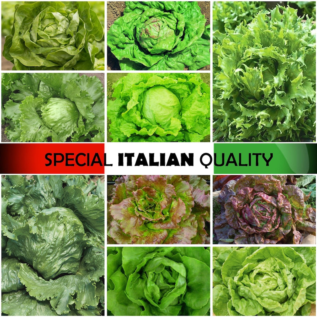 Italian Lettuce, Italian Salad, Boston Lettuce, Red Leaf Lettuce, Rare