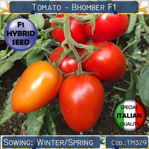 5 Tomato Bhomber F1 seeds, F1 Hybrid Tomato seeds, F1 Hybrid Vegetable seeds, Italian Tomato seeds, Rare Tomato seeds, Non GMO #TM329