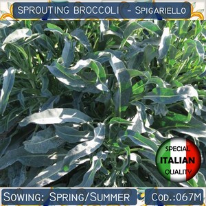 100+ Sprouting Broccoli Spigariello seeds, Smooth Black Broccoli seeds, Italian seeds, Vegetable seeds, Non GMO #067M