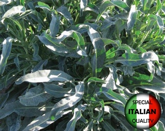 Más de 100 semillas de brócoli Spigariello, semillas de brócoli negro liso, semillas italianas, semillas de hortalizas, sin OGM #067 M