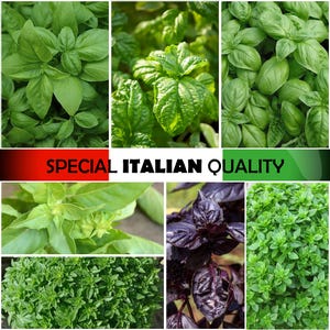 Italiaanse basilicum, krulbasilicum, Genovese basilicum, citroenbasilicum, donkere violette basilicum, Italiaanse keukenkruiden, Italiaanse aromaten, zeldzame keukenkruiden