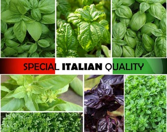 Italian Basil, Curly Basil, Genovese Basil, Lemon Basil, Dark Violet Basil, Italian Kitchen Herbs, Italian Aromatics, Rare Culinary herbs