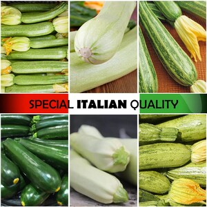 Italienska zucchinifrön: Italiensk squash, vit siciliansk squash, italiensk zucchini, italienska zucchiniblommor, italienska trädgårdsgrönsaker