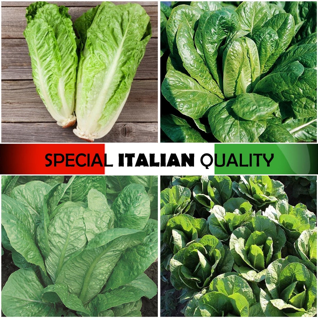 Romaine Lettuce, Italian Lettuce, Italian Salad, Rare Italian Lettuce