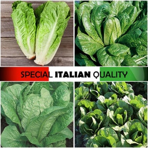 Romaine Lettuce, Italian Lettuce, Italian Salad, Rare Italian Lettuce