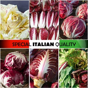 Puede incluir: Primer plano de radicchio rojo y blanco, un tipo de verdura de hoja verde. El radicchio está dispuesto de varias maneras, incluyendo cabezas enteras, hojas cortadas y hojas individuales. La imagen tiene el título "SPECIAL ITALIAN QUALITY".