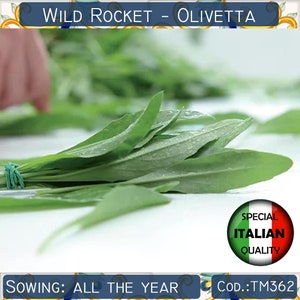 1700+ Wild Rocket Olivetta seeds, Italian Arugula seeds, Rucola Olivetta seeds, Aromatic seeds, Herb seeds  #TM362