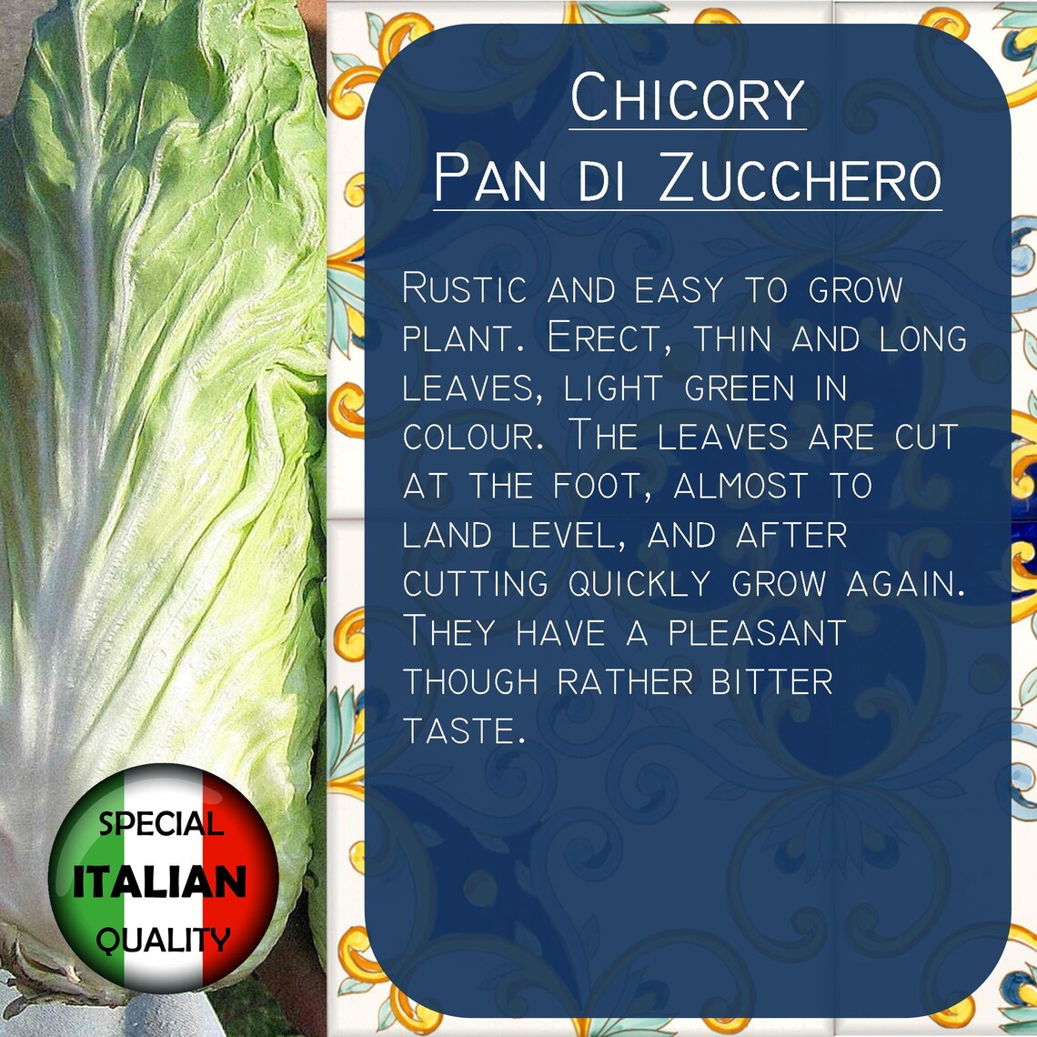 730 Chicory Pan di Zucchero seeds Sweet Chicory seeds Etsy